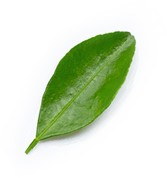 leaves-img-2